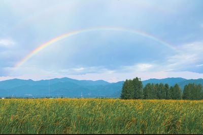 Scenic view of field against rainbow in sky