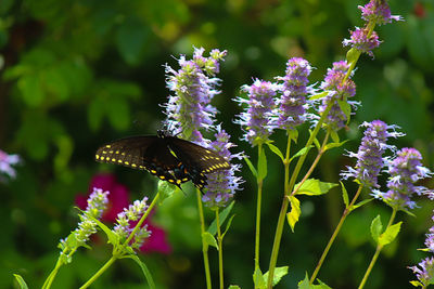 Close-up of butterfly on flower