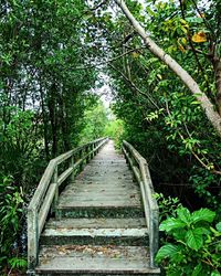 Boardwalk amidst trees