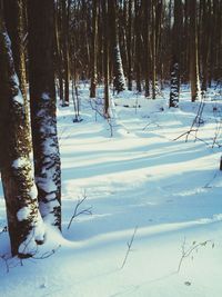 Trees on snow covered landscape