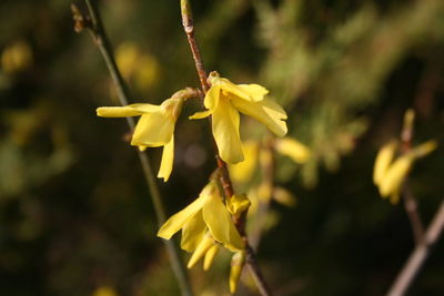 Close-up of yellow flowering plant