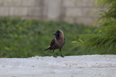 Bird perching on wall