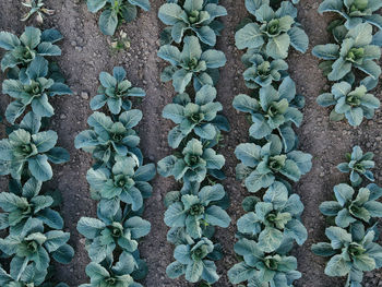 Full frame shot of plants