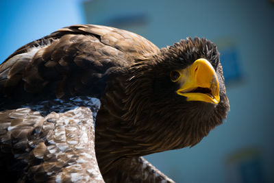 Close-up of eagle