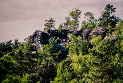 Panoramic view of trees on landscape against sky