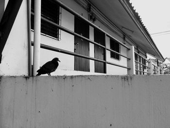 Bird perching on a wall of building