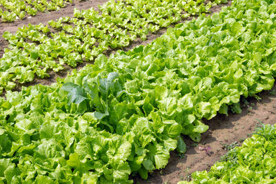 Green chili peppers on field