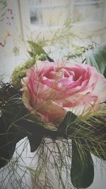 Close-up of pink flowers