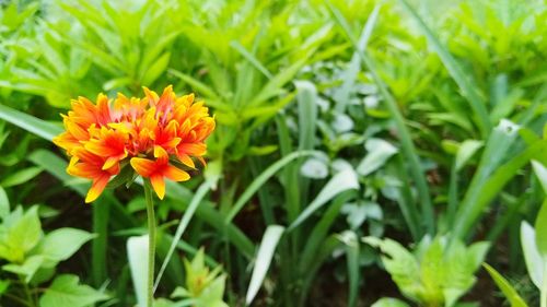 Close-up of flowering plant on field