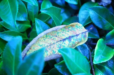 Close-up of fresh green leaves