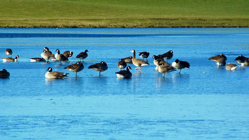 Flock of birds in lake