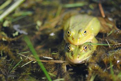 Close-up of frogs