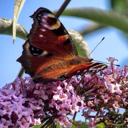 Close-up of butterfly perching on flower