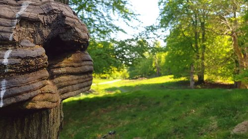 Close-up of stone wall with trees in background
