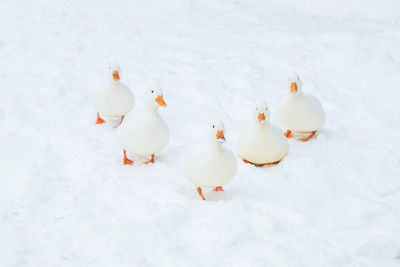 High angle view of birds in snow