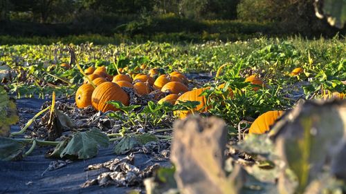 View of pumpkins on field