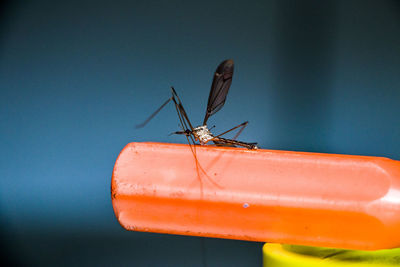 Close-up of insect