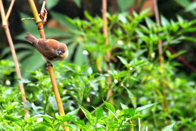 Close-up of bird on land