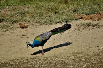 High angle view of peacock on field