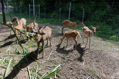 Deer in a field