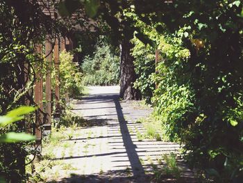 Walkway amidst trees