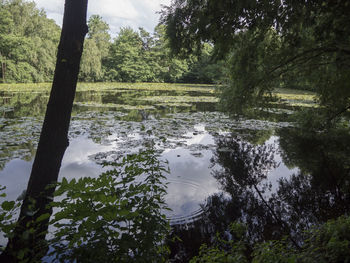 Scenic view of lake in forest