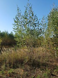 Plants growing on land against sky