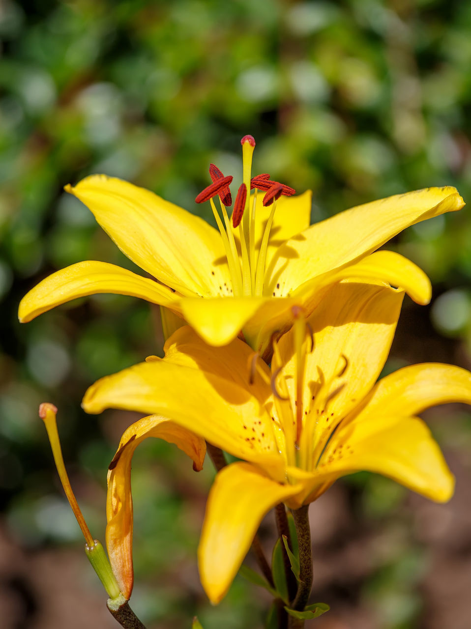 CLOSE-UP OF YELLOW ROSE FLOWER