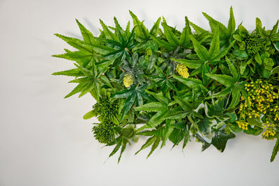 Close-up of potted plant against white background