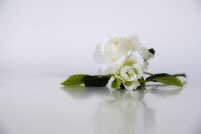 Close-up of white rose flower