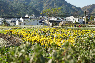  located in huangshan, anhui, china, flower tea village