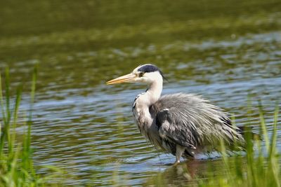 Side view of a bird in lake