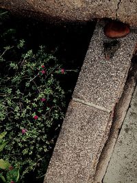 High angle view of an insect on footpath