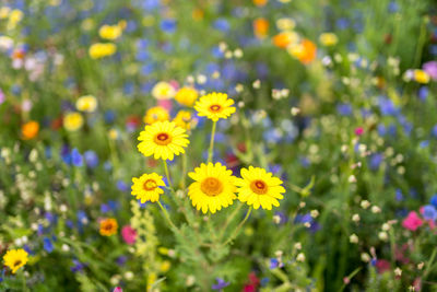 Close-up of yellow flowering plants on field