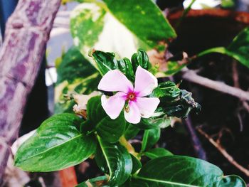 Close-up of flowers blooming outdoors