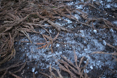 High angle view of dead plant on field