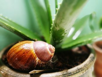 Close-up of snail