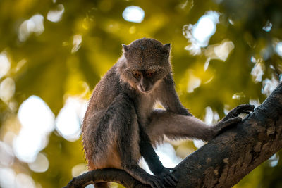 Little wild monkey in the tree of the safari wild park of tsavo east in kenya africa.