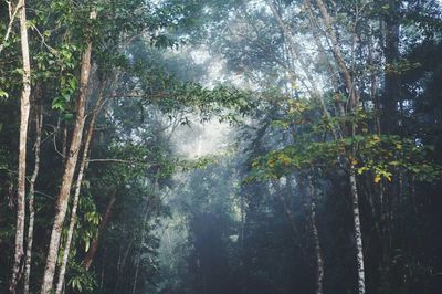 Trees in forest