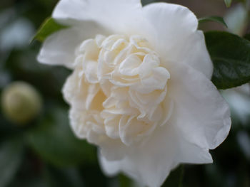 Close-up of white rose