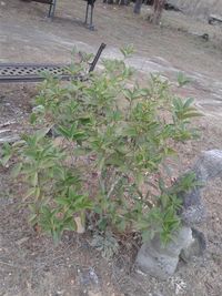 High angle view of plants