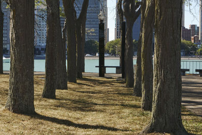 Trees by lake