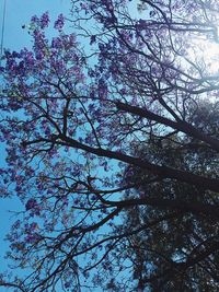 Low angle view of blooming tree