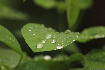 Close up shot of rain water drops on the single or lot of green leafs on the garden.