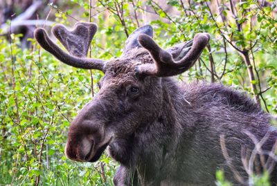 Close-up of moose in a forest