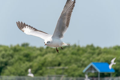 Low angle view of seagull flying