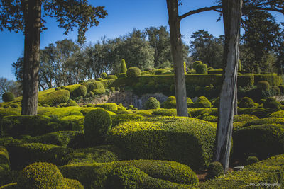 Trees in garden