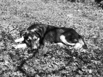 Portrait of dog resting on field