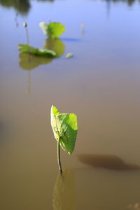 Close-up of water lily in lake