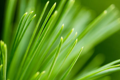 Close-up of palm leaf